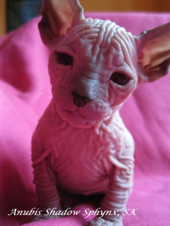 Anubis - 5 týždňov